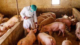 В Костромской области никто не отказался от свиноводства из-за АЧС